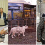 Copertina di Animali nei circhi, colpo di spugna di FdI e FI per eliminare i divieti sull’acquisto di nuovi esemplari e di farli riprodurre