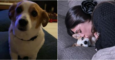 Copertina di “Amorevole e discreta, ci mancherai da morire”: è morta Aspirina, la cagnolina di Ignazio Moser e Cecilia Rodriguez