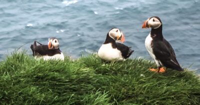 Copertina di L’Islanda che non ti aspetti: l’arcipelago segreto tra puffin e vulcani. La nostra guida