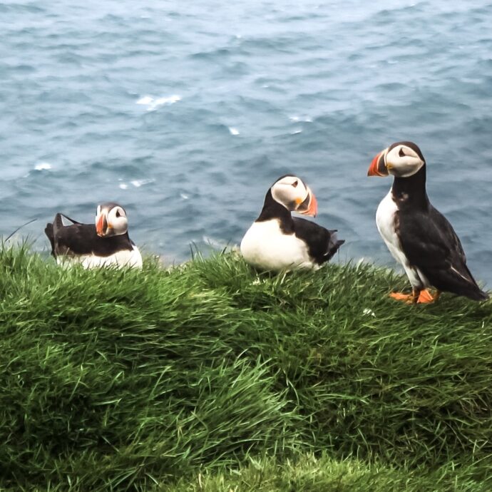 L’Islanda che non ti aspetti: l’arcipelago segreto tra puffin e vulcani. La nostra guida