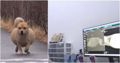 Copertina di “Pensavamo fosse incinta invece era un maschio e nascondeva un dolore segreto”: la straziante storia del cane Bangvul