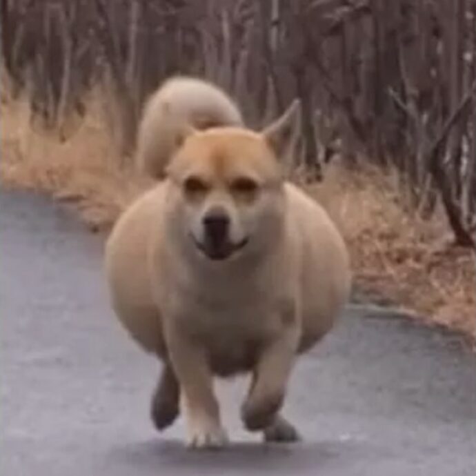 “Pensavamo fosse incinta invece era un maschio e nascondeva un dolore segreto”: la straziante storia del cane Bangvul