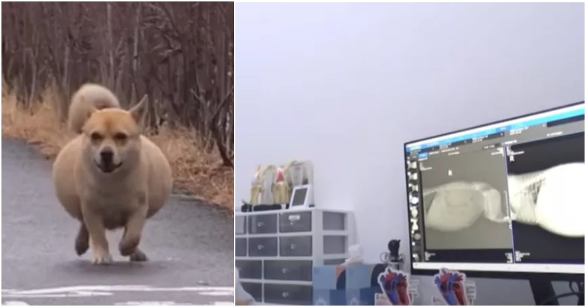 pensavamo fosse incinta invece era un maschio e nascondeva un dolore segreto la straziante storia del cane bangvul