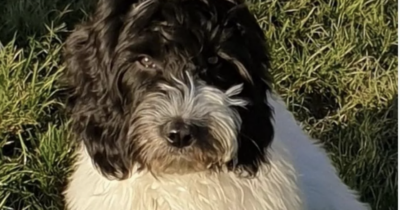 Copertina di “L’ho preso convinta che fosse un cagnolino da borsetta, invece mi sono ritrovata con un cane da 22 chili. Il test del Dna ha svelato la verità”: la storia di Charlotte e Waffle