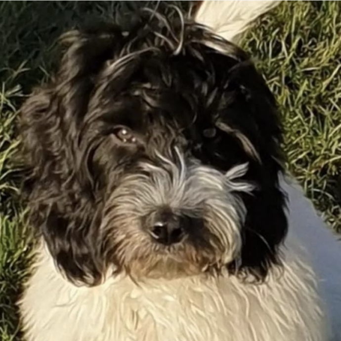 “L’ho preso convinta che fosse un cagnolino da borsetta, invece mi sono ritrovata con un cane da 22 chili. Il test del Dna ha svelato la verità”: la storia di Charlotte e Waffle