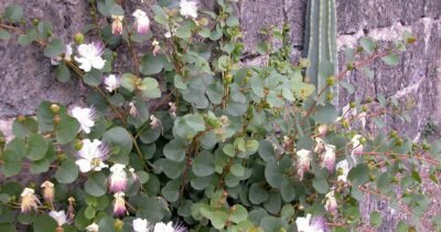 Copertina di A Pantelleria  la crisi dei capperi: nessuno raccoglie