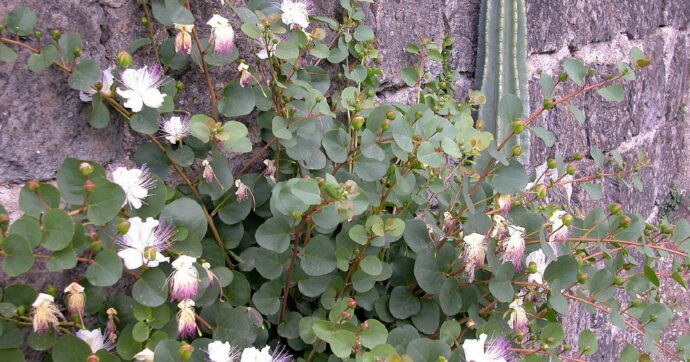 A Pantelleria  la crisi dei capperi: nessuno raccoglie