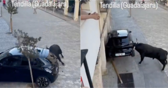 Copertina di Toro prende a testate l’auto e la solleva sbattendola contro il muro: panico durante la festa di paese – VIDEO