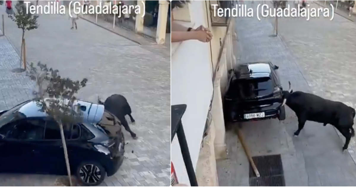 Toro prende a testate l’auto e la solleva sbattendola contro il muro: panico durante la festa di paese – VIDEO Toro prende a testate l’auto e la solleva sbattendola contro il muro: panico durante la festa di paese – VIDEO