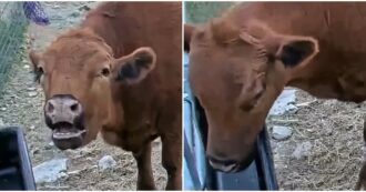 Copertina di “Ogni volta che muggisce davanti alla cam riceve da mangiare”: la mucca Winnie è virale su Twitch – VIDEO