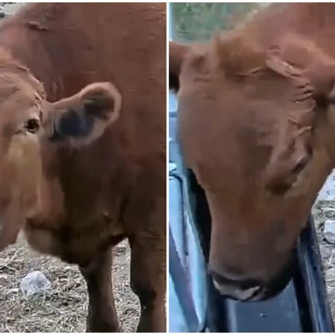 “Ogni volta che muggisce davanti alla cam riceve da mangiare”: la mucca Winnie è virale su Twitch – VIDEO