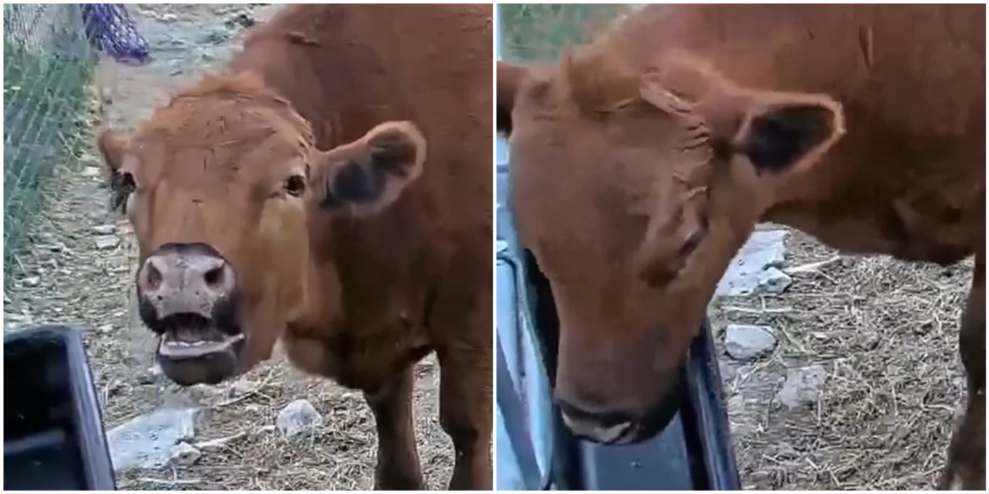 “Ogni volta che muggisce davanti alla cam riceve da mangiare”: la mucca Winnie è virale su Twitch – VIDEO