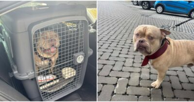 Copertina di Non può imbarcare il cane in aereo, lo mette su un taxi e lo spedisce al rifugio: “Inammissibile, denunceremo per abbandono”