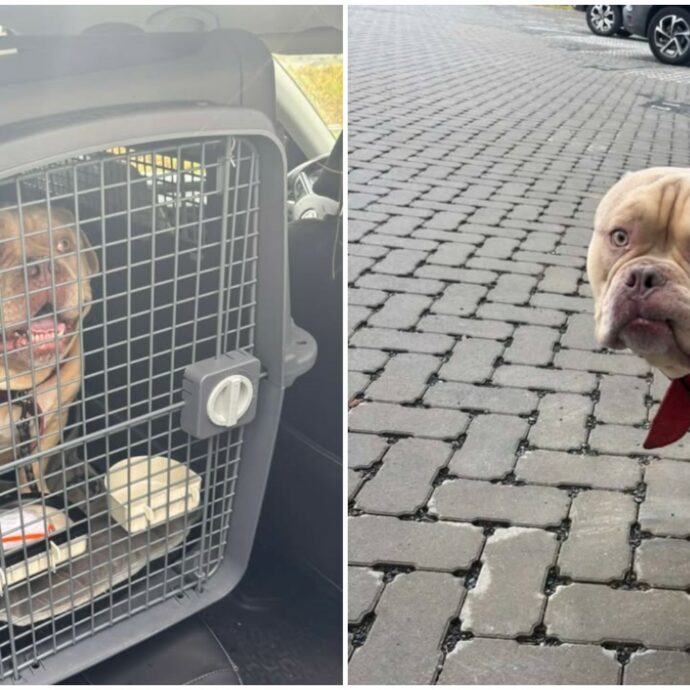 Non può imbarcare il cane in aereo, lo mette su un taxi e lo spedisce al rifugio: “Inammissibile, denunceremo per abbandono”