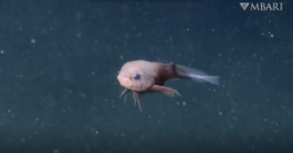 Copertina di Occhi giganti, corpo rosa e corpo bitorzoluto, ecco il misterioso pesce lumaca: l’incredibile scoperta nelle profondità degli abissi – VIDEO