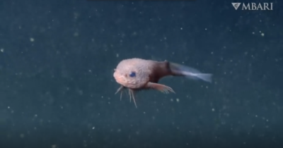 Copertina di Occhi giganti, corpo rosa e corpo bitorzoluto, ecco il misterioso pesce lumaca: l’incredibile scoperta nelle profondità degli abissi – VIDEO
