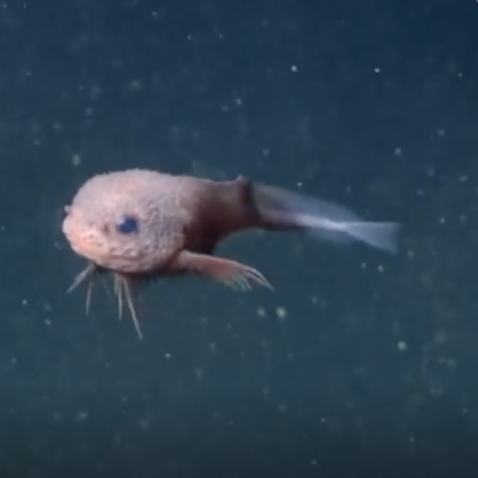 Occhi giganti, corpo rosa e corpo bitorzoluto, ecco il misterioso pesce lumaca: l’incredibile scoperta nelle profondità degli abissi – VIDEO