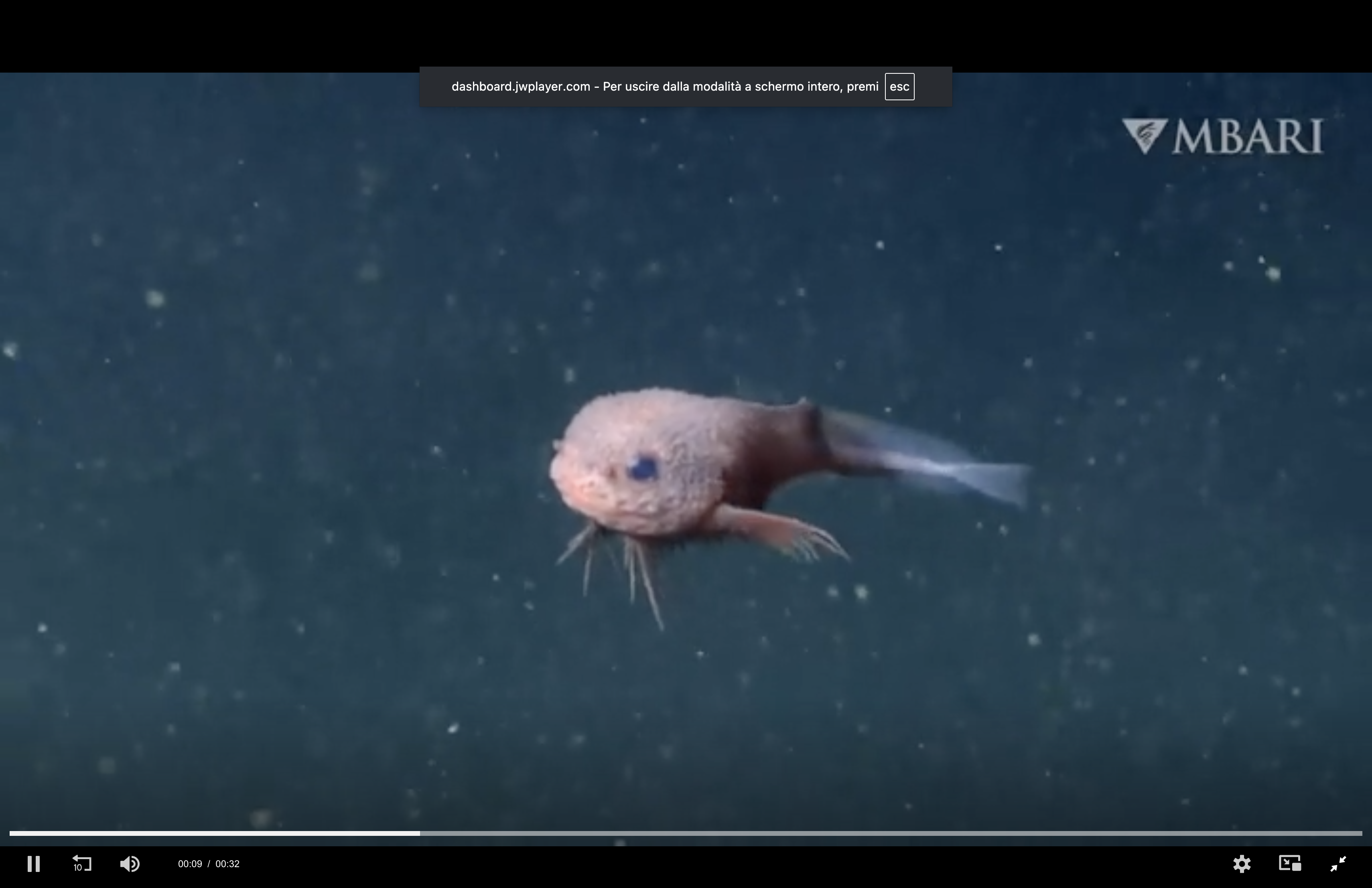 Occhi giganti, corpo rosa e corpo bitorzoluto, ecco il misterioso pesce lumaca: l’incredibile scoperta nelle profondità degli abissi – VIDEO