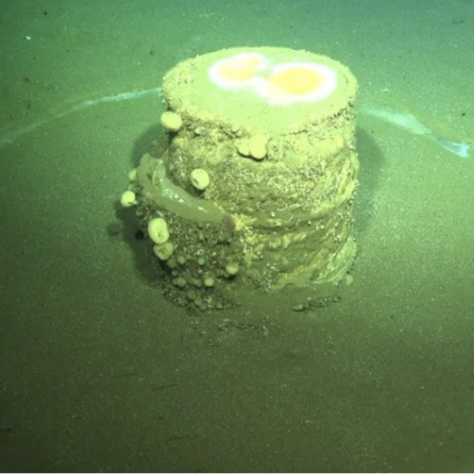 Misteriosi anelli bianchi appaiono nell’oceano: “Generati da barili tossici che si sono fusi col fondale, rimuoverli scatenerà il veleno”. L’allarme dei ricercatori