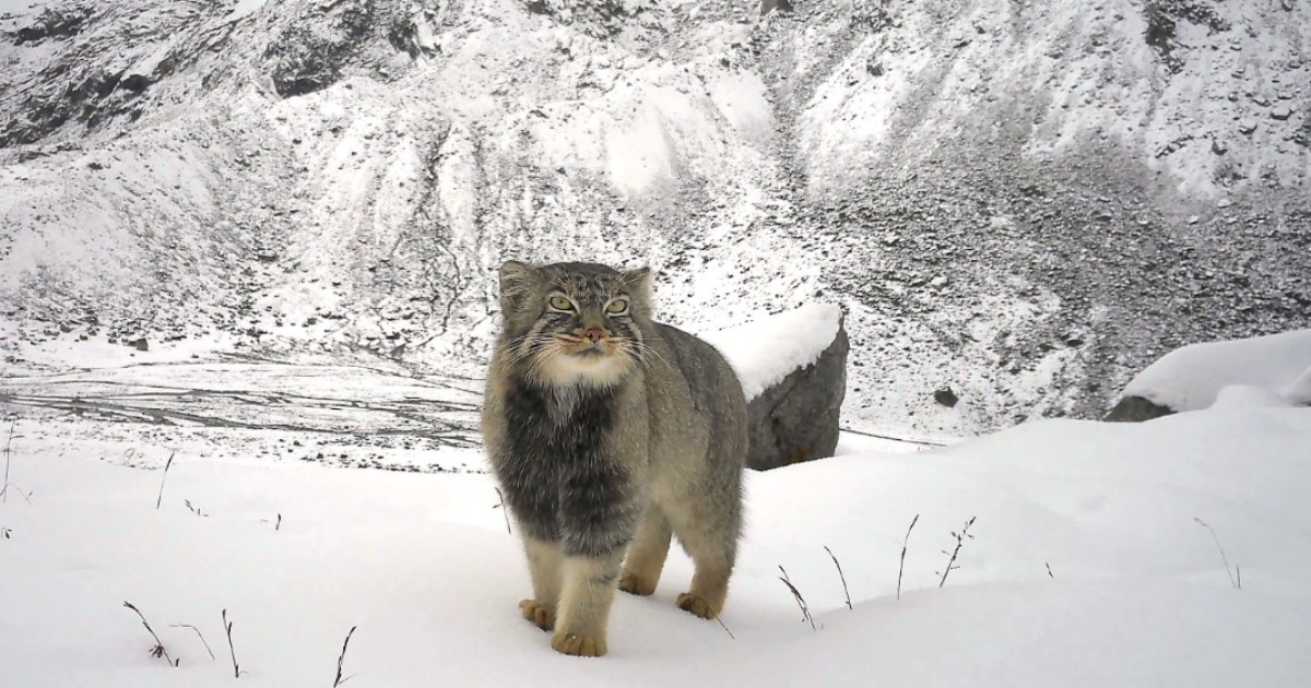 La prima foto del gatto di Pallas: avvistamento storico per l’animale che non si è mai fatto vedere La prima foto del gatto di Pallas: avvistamento storico per l’animale che non si è mai fatto vedere