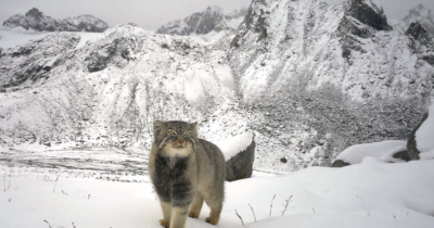 Copertina di La prima foto del gatto di Pallas: avvistamento storico per l’animale che non si è mai fatto vedere