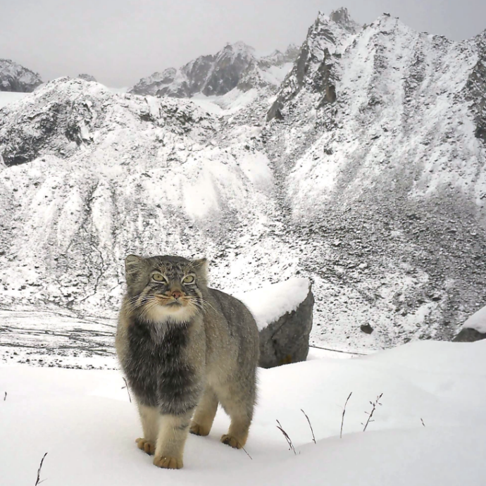 La prima foto del gatto di Pallas: avvistamento storico per l’animale che non si è mai fatto vedere