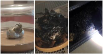 “Da questo frammento di meteorite è nata una creatura aliena, pulsa e si muove”: il video-racconto di Kin su TikTok è virale