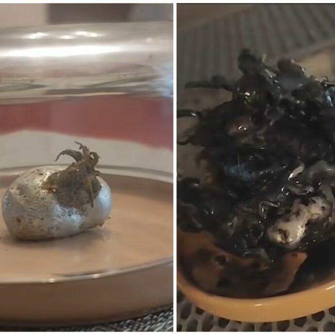 “Da questo frammento di meteorite è nata una creatura aliena, pulsa e si muove”: il video-racconto di Kin su TikTok è virale