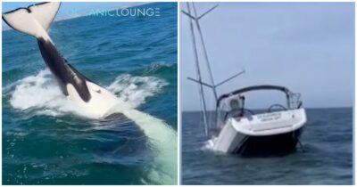 Copertina di Branco di orche attacca una barca a vela, la ribalta e la fa affondare: le incredibili immagini dello speronamento