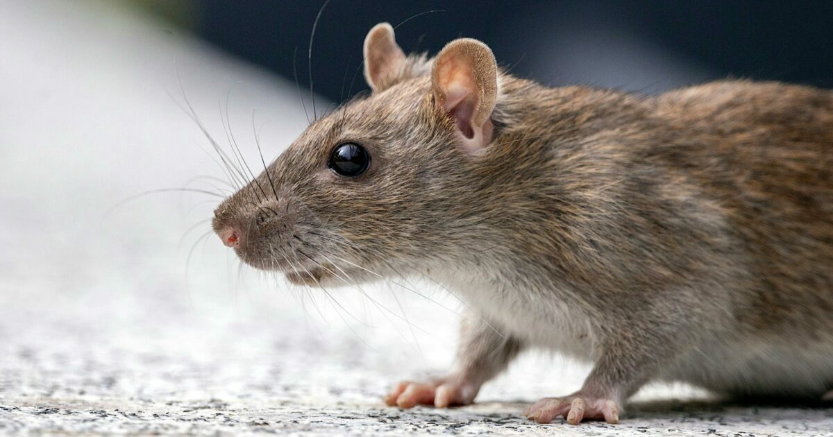 Il ratto sul volo sul Miami Berlino diventa un caso scientifico: “Può diffondere pericolose malattie in tutto il mondo”