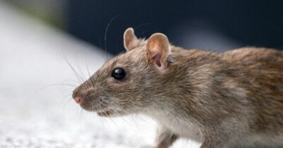 Copertina di Il ratto sul volo sul Miami-Berlino diventa un caso scientifico: “Può diffondere pericolose malattie in tutto il mondo”