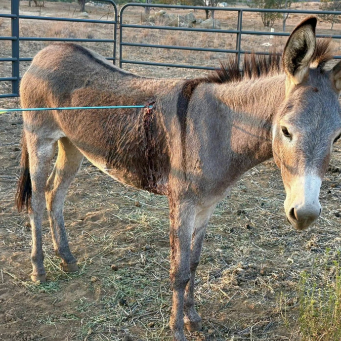Arciere misterioso colpisce asini selvatici: l’ultima asinella trafitta è stata operata d’urgenza. A chi fornisce informazioni per catturarlo 22mila euro