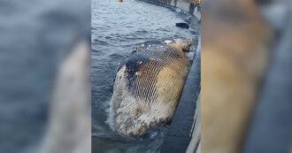 Carcassa di balena di 14 metri spiaggiata alla Terrazza Mascagni di Livorno