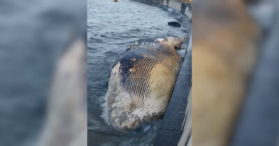 Copertina di Carcassa di balena di 14 metri spiaggiata alla Terrazza Mascagni di Livorno – Video