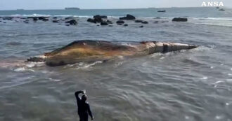 Copertina di Rimossa la carcassa della balenottera spiaggiata a Livorno: le operazioni per trascinarla in mare – Video