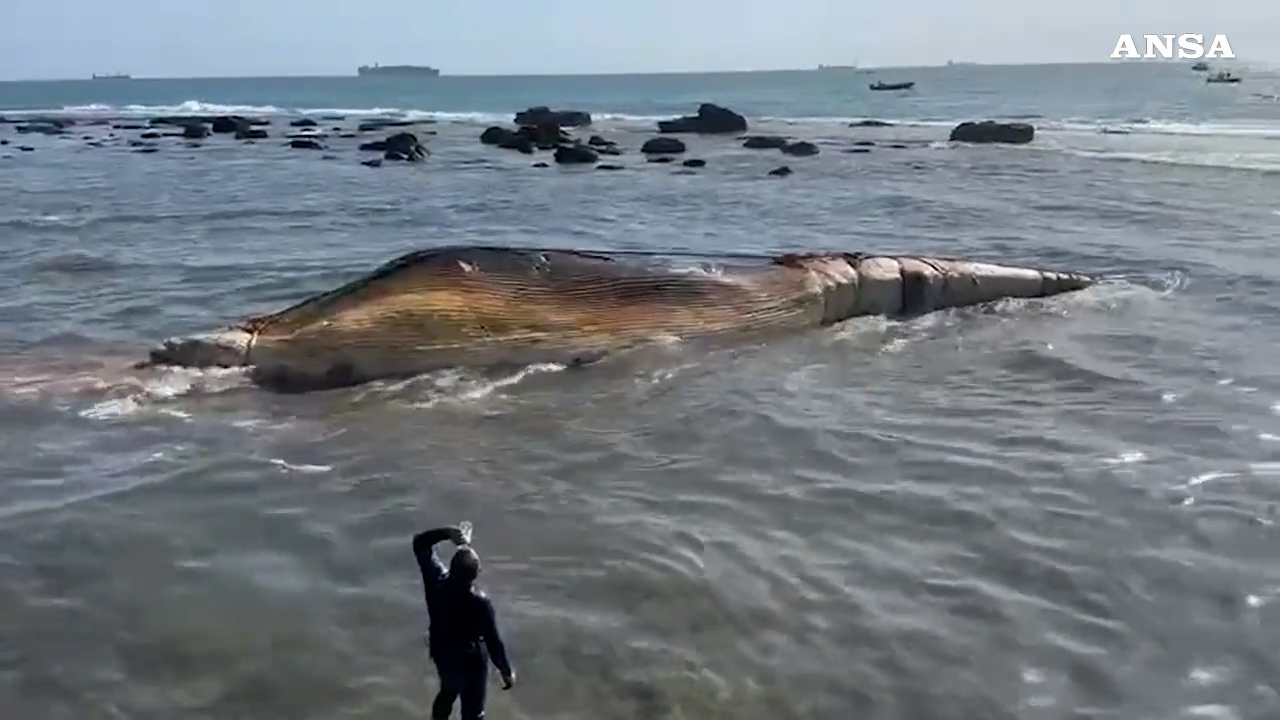 Rimossa la carcassa della balenottera spiaggiata a Livorno: le operazioni per trascinarla in mare – Video