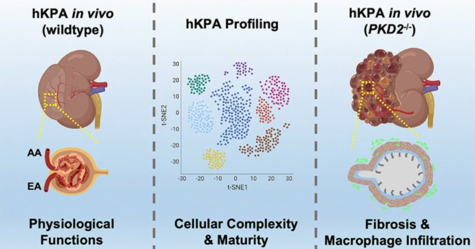 Reni bioartificiali creati in laboratorio, primo passo concreto verso organi sintetici per il trapianto umano