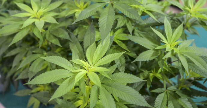 “Nessuna efficacia drogante”: così la procura boccia il sequestro della canapa. E mina il decreto del governo Meloni