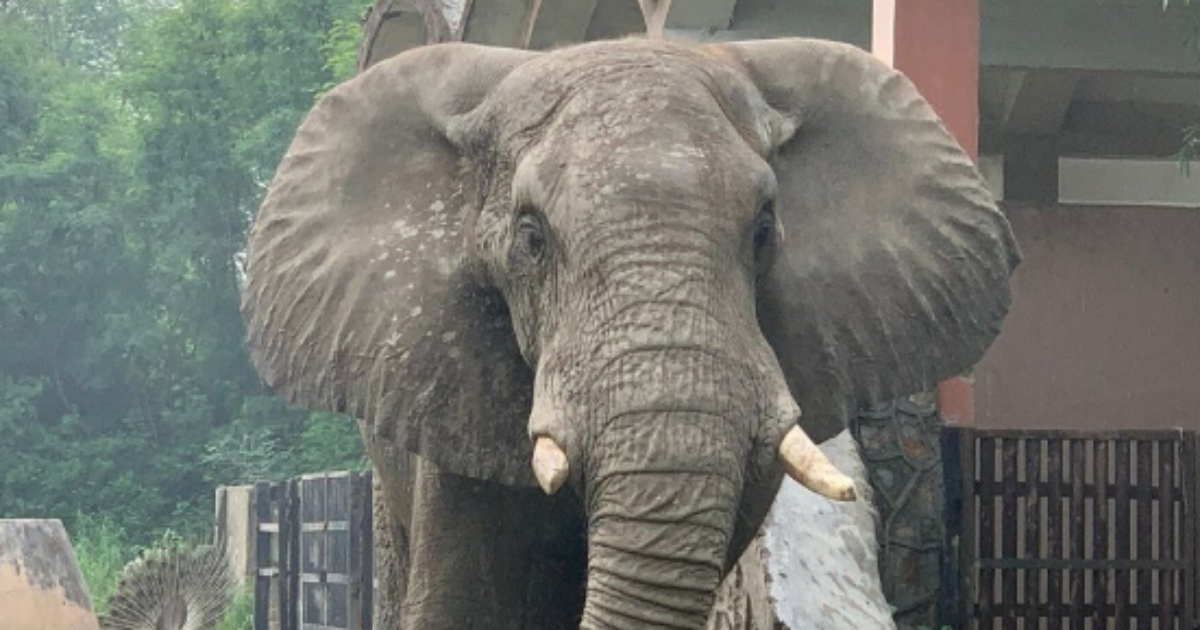 “Era troppo giovane, l’isolamento l’ha ucciso. Da 20 anni viveva completamente solo”: è morto Shankar, l’ultimo elefante africano nello zoo di Dehli