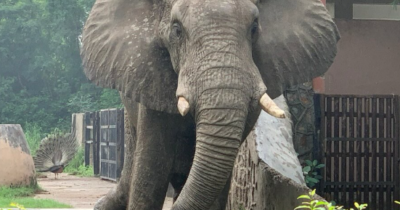 Copertina di “Era troppo giovane, l’isolamento l’ha ucciso. Da 20 anni viveva completamente solo”: è morto Shankar, l’ultimo elefante africano nello zoo di Dehli
