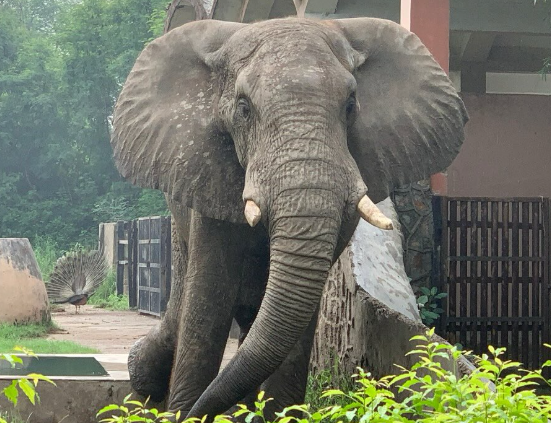 era troppo giovane l8217isolamento l8217ha ucciso da 20 anni viveva completamente solo 232 morto shankar l8217ultimo elefante africano nello zoo di dehli