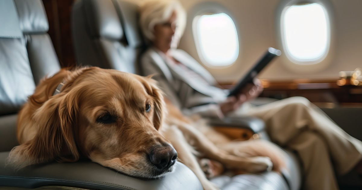 “Cani in aereo solo vicino al finestrino e mai vicino alle uscite di sicurezza, zone ‘cuscinetto’ per chi ha allergie o non gradisce la loro vicinanza”: le regole dall’Enac