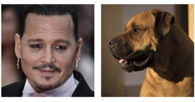 Copertina di Il cane di Johnny Depp ha sbranato due pecore: “Era a spasso quando si è liberato dal guinzaglio e le ha attaccate”