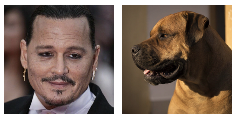 Il cane di Johnny Depp ha sbranato due pecore: “Era a spasso quando si è liberato dal guinzaglio e le ha attaccate” Il cane di Johnny Depp ha sbranato due pecore: “Era a spasso quando si è liberato dal guinzaglio e le ha attaccate”