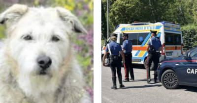 Copertina di Corre per due chilometri nel tentativo di trovare aiuto e salvare il suo padrone ma il cane Whisky non ce la fa: l’uomo era morto da giorni