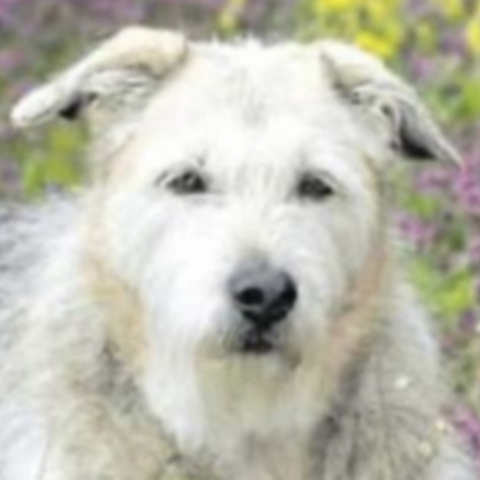 Corre per due chilometri nel tentativo di trovare aiuto e salvare il suo padrone ma il cane Whisky non ce la fa: l’uomo era morto da giorni