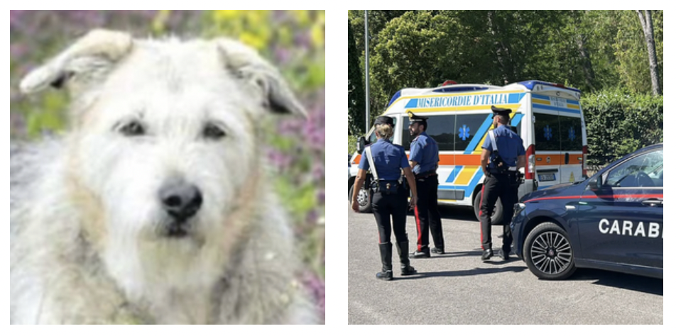 Corre per due chilometri nel tentativo di trovare aiuto e salvare il suo padrone ma il cane Whisky non ce la fa: l’uomo era morto da giorni Corre per due chilometri nel tentativo di trovare aiuto e salvare il suo padrone ma il cane Whisky non ce la fa: l’uomo era morto da giorni