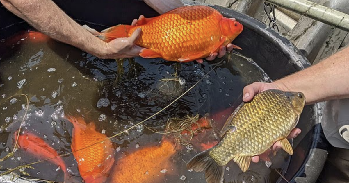 enormi pesci rossi 8216mutanti8217 invadono il lago di cornelia sono grandi come trote e sono finiti l236 per un motivo