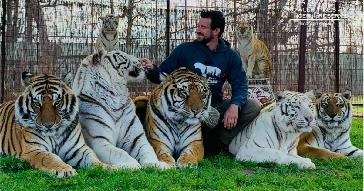 “Le costringeva a esibirsi in circhi crudeli”: il domatore Ryan Easley muore sbranato da una delle sue tigri, nel mirino i suoi legami con Joe Exotic