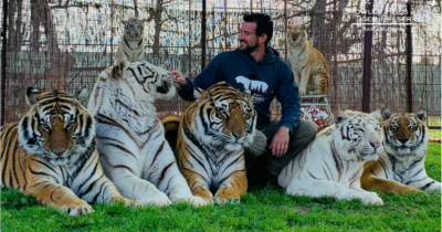 Copertina di “Le costringeva a esibirsi in circhi crudeli”: il domatore Ryan Easley muore sbranato da una delle sue tigri, nel mirino i suoi legami con Joe Exotic